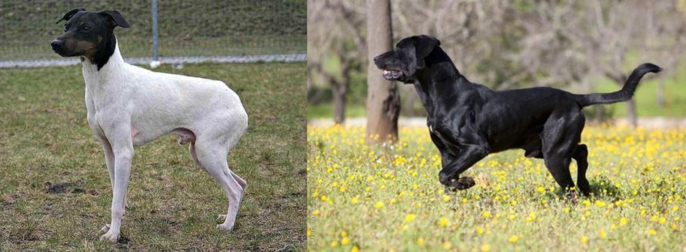 Perro de Pastor Mallorquin vs Japanese Terrier - Breed Comparison