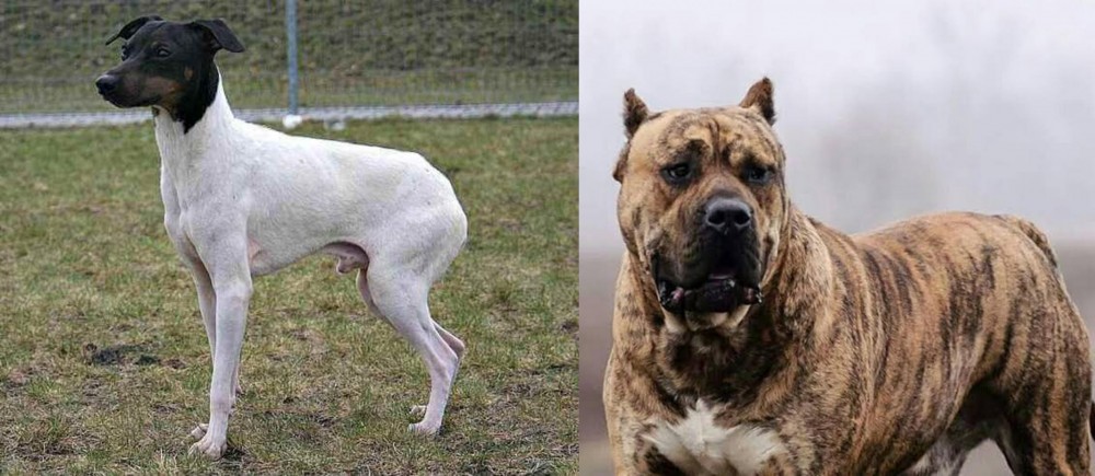 Perro de Presa Canario vs Japanese Terrier - Breed Comparison