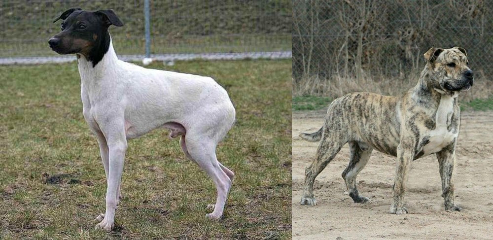 Perro de Presa Mallorquin vs Japanese Terrier - Breed Comparison