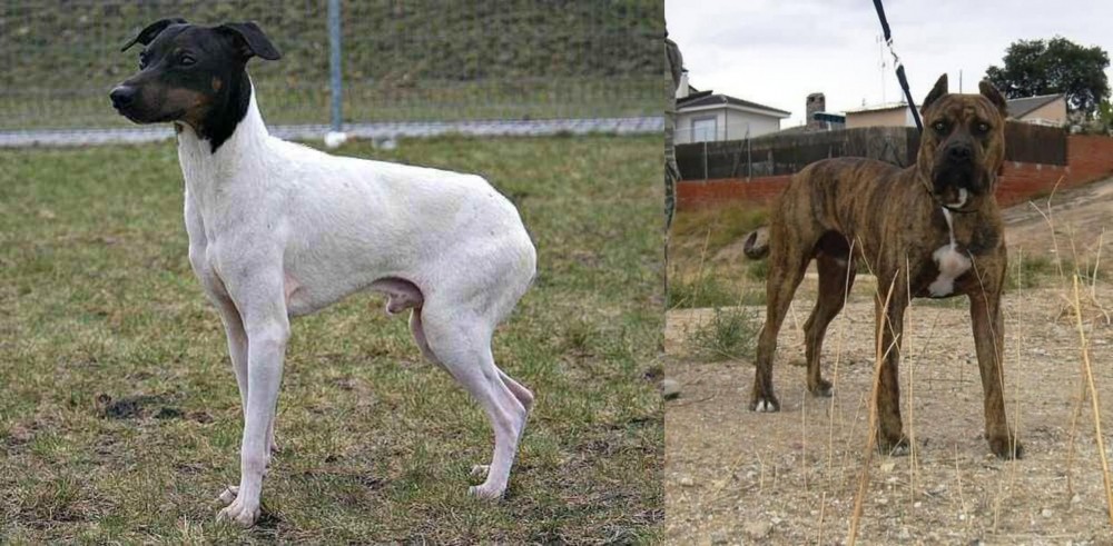 Perro de Toro vs Japanese Terrier - Breed Comparison