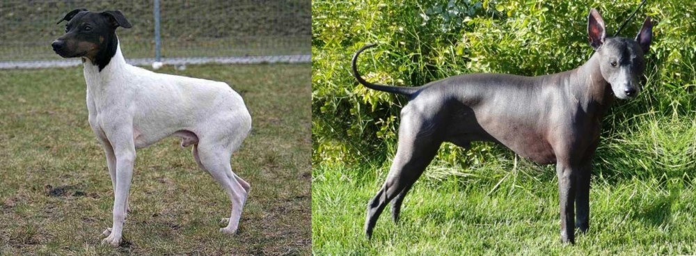 Peruvian Hairless vs Japanese Terrier - Breed Comparison