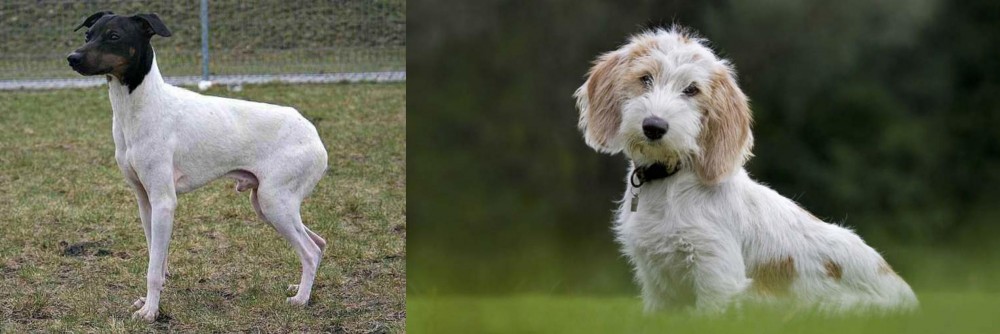 Petit Basset Griffon Vendeen vs Japanese Terrier - Breed Comparison