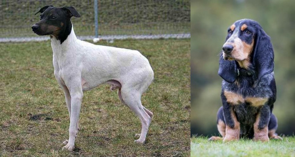 Petit Bleu de Gascogne vs Japanese Terrier - Breed Comparison