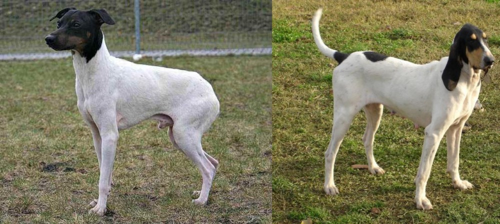 Petit Gascon Saintongeois vs Japanese Terrier - Breed Comparison