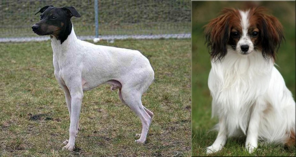 Phalene vs Japanese Terrier - Breed Comparison