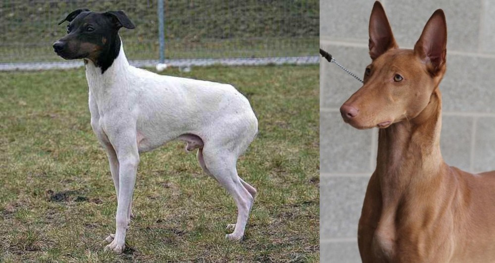 Pharaoh Hound vs Japanese Terrier - Breed Comparison