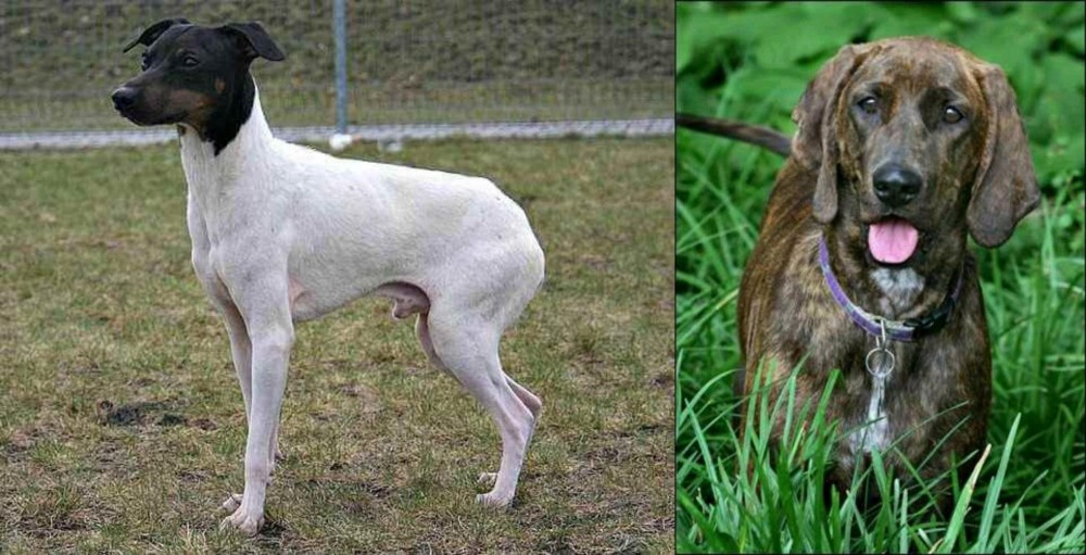 Plott Hound vs Japanese Terrier - Breed Comparison