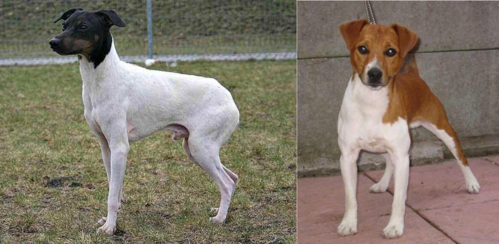 Plummer Terrier vs Japanese Terrier - Breed Comparison