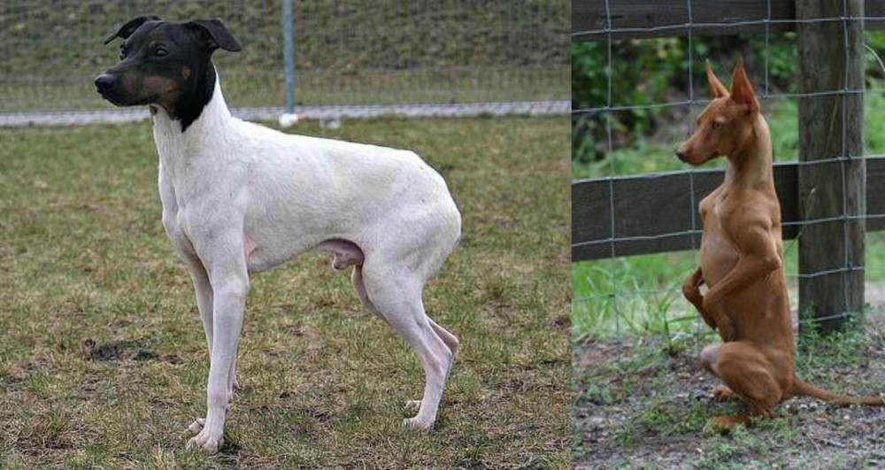 Podenco Andaluz vs Japanese Terrier - Breed Comparison