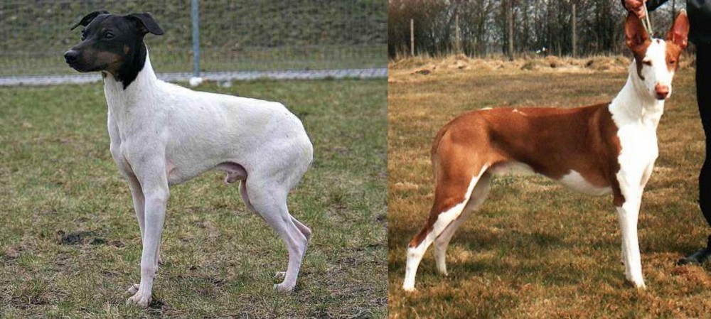 Podenco Canario vs Japanese Terrier - Breed Comparison