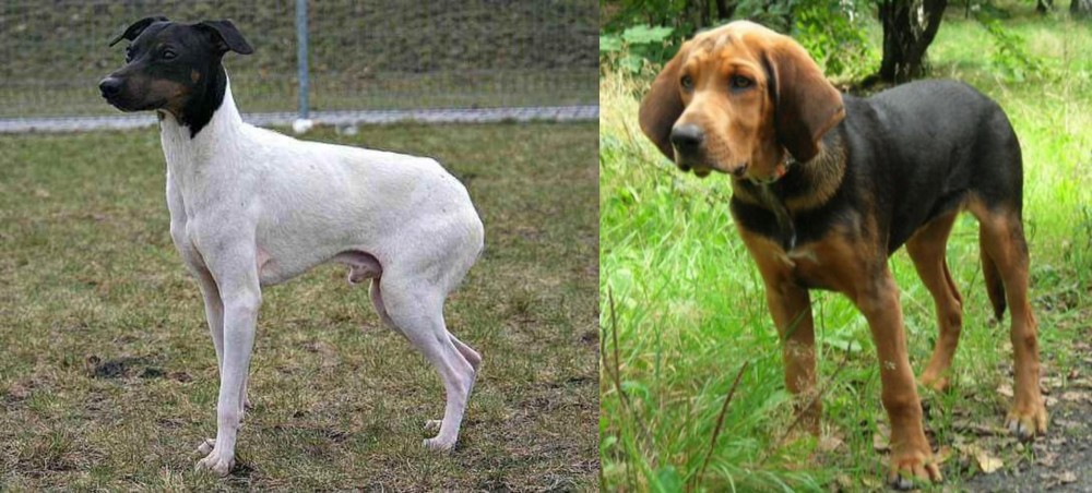 Polish Hound vs Japanese Terrier - Breed Comparison