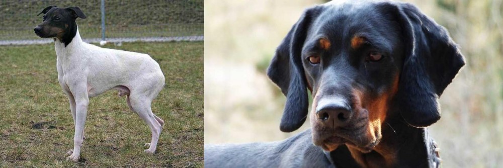 Polish Hunting Dog vs Japanese Terrier - Breed Comparison