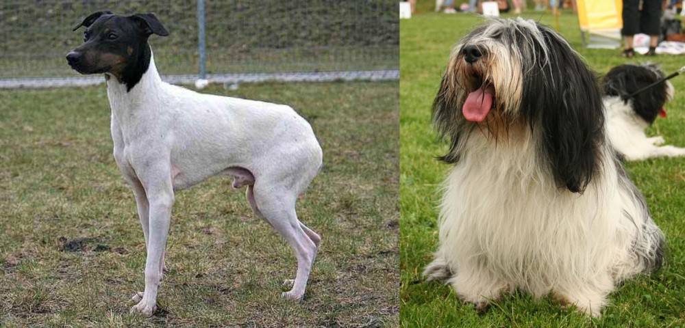 Polish Lowland Sheepdog vs Japanese Terrier - Breed Comparison