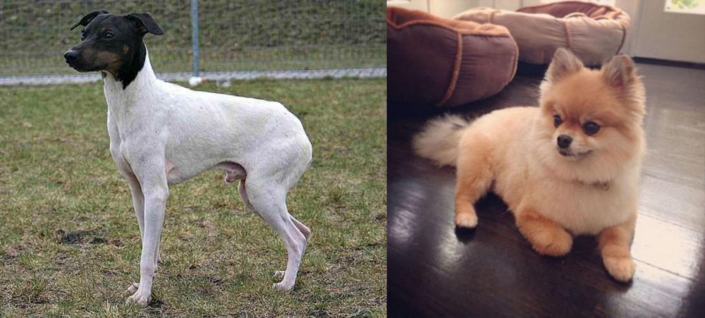 Pomeranian vs Japanese Terrier - Breed Comparison