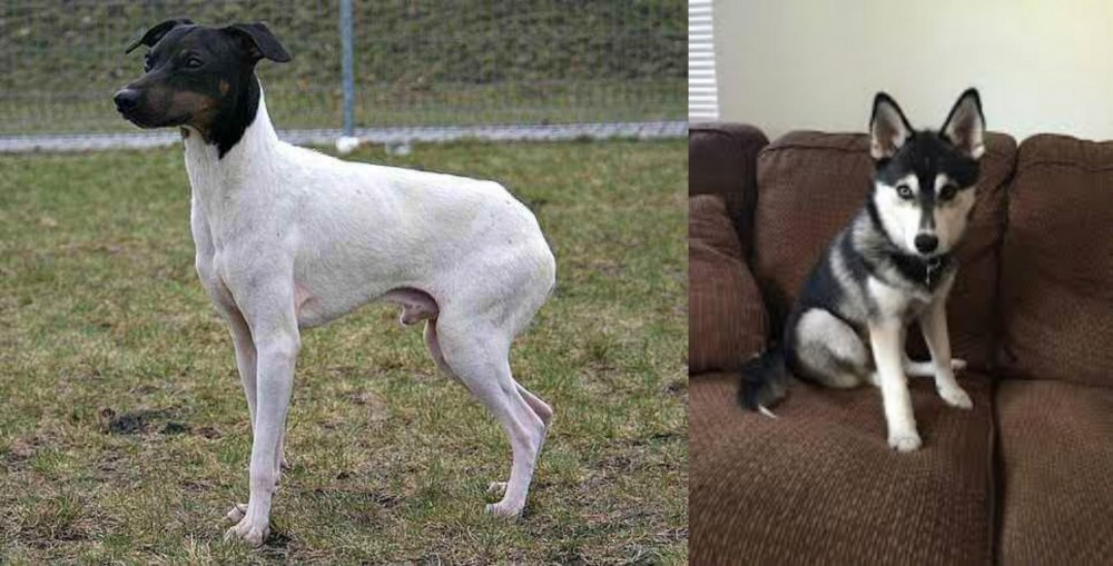 Pomsky vs Japanese Terrier - Breed Comparison