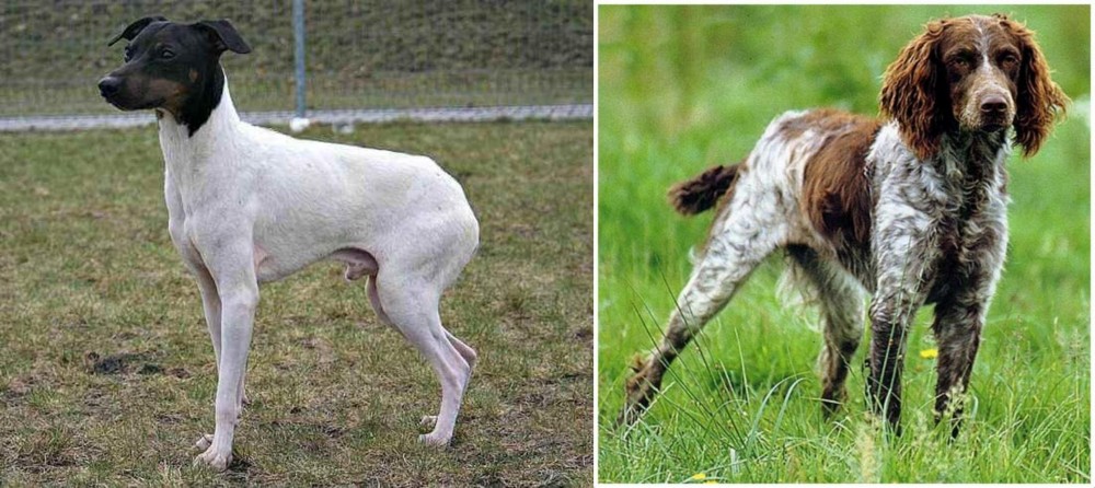 Pont-Audemer Spaniel vs Japanese Terrier - Breed Comparison