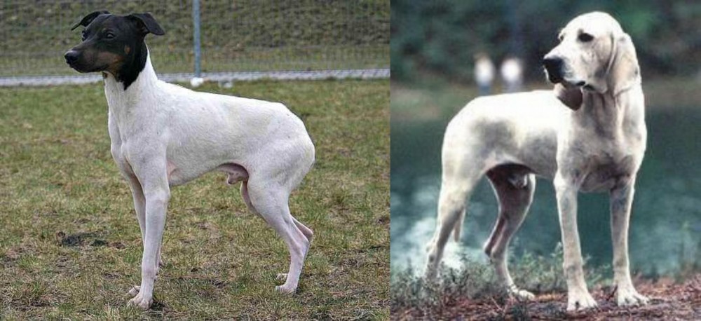 Porcelaine vs Japanese Terrier - Breed Comparison