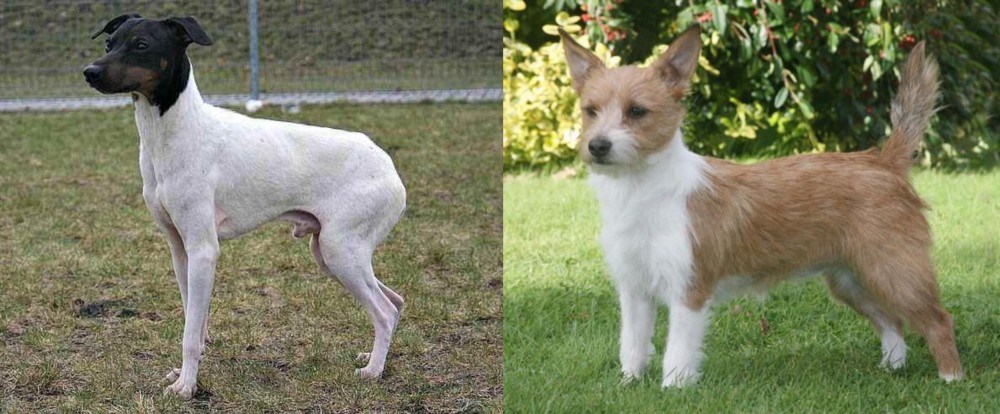 Portuguese Podengo vs Japanese Terrier - Breed Comparison
