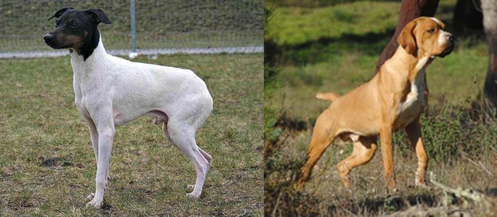 Portuguese Pointer vs Japanese Terrier - Breed Comparison