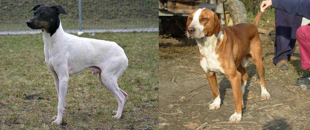 Posavac Hound vs Japanese Terrier - Breed Comparison
