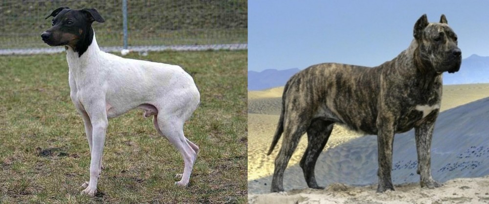Presa Canario vs Japanese Terrier - Breed Comparison