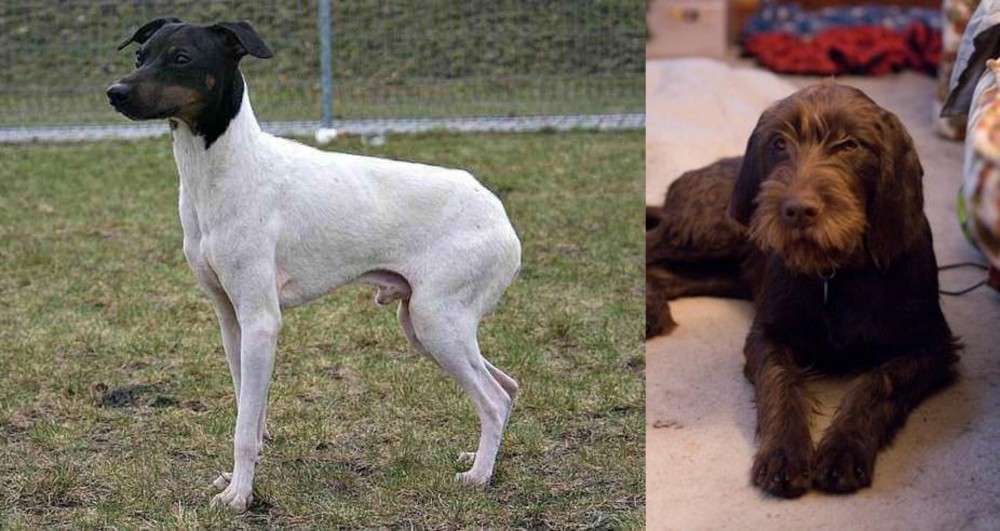 Pudelpointer vs Japanese Terrier - Breed Comparison