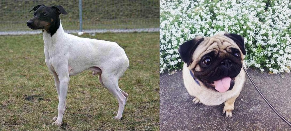 Pug vs Japanese Terrier - Breed Comparison