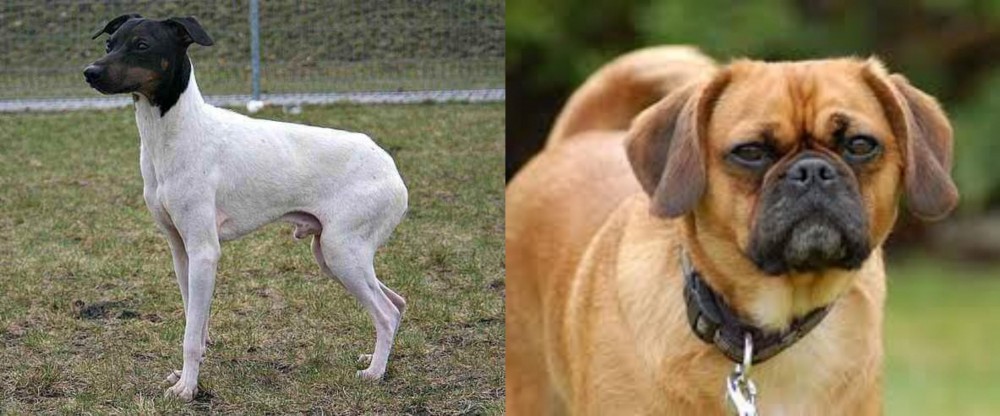 Pugalier vs Japanese Terrier - Breed Comparison