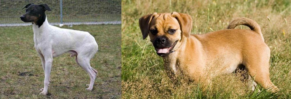 Puggle vs Japanese Terrier - Breed Comparison