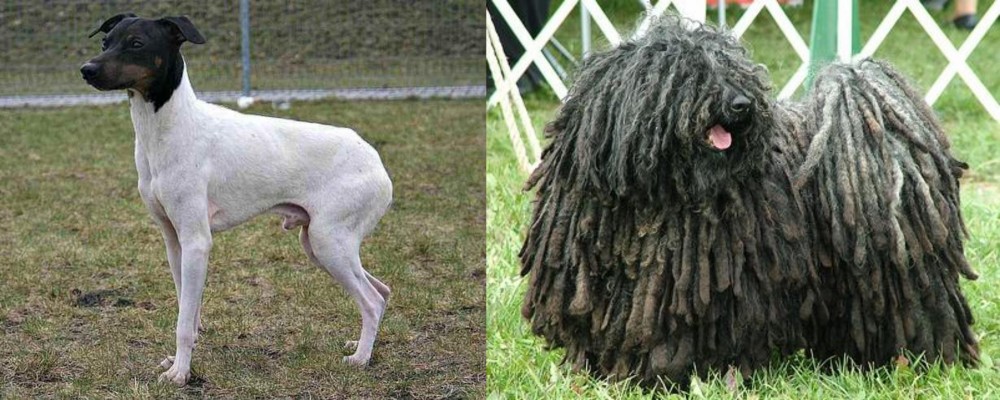 Puli vs Japanese Terrier - Breed Comparison