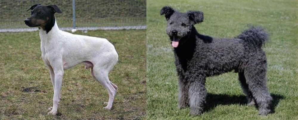 Pumi vs Japanese Terrier - Breed Comparison
