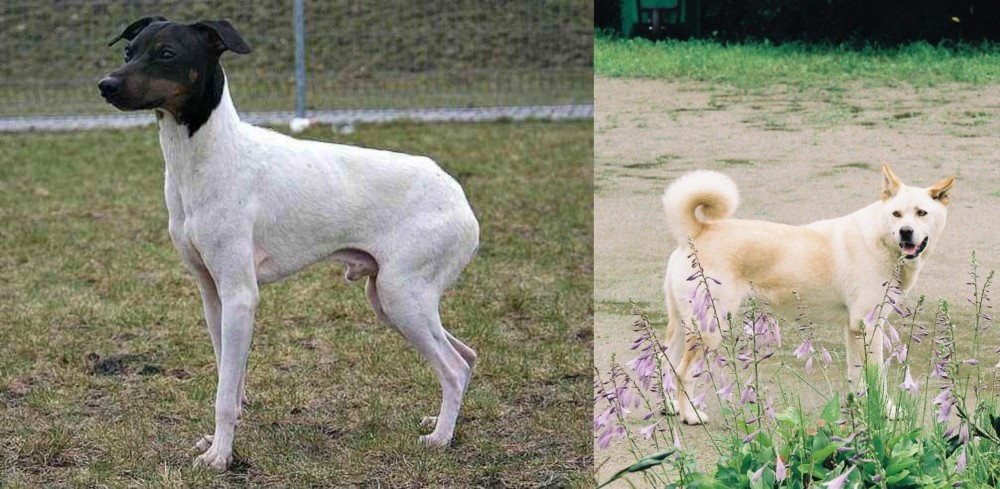 Pungsan Dog vs Japanese Terrier - Breed Comparison