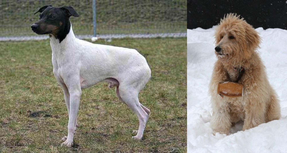 Pyredoodle vs Japanese Terrier - Breed Comparison