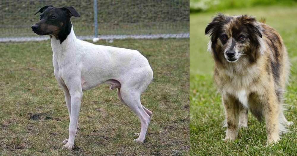 Pyrenean Shepherd vs Japanese Terrier - Breed Comparison