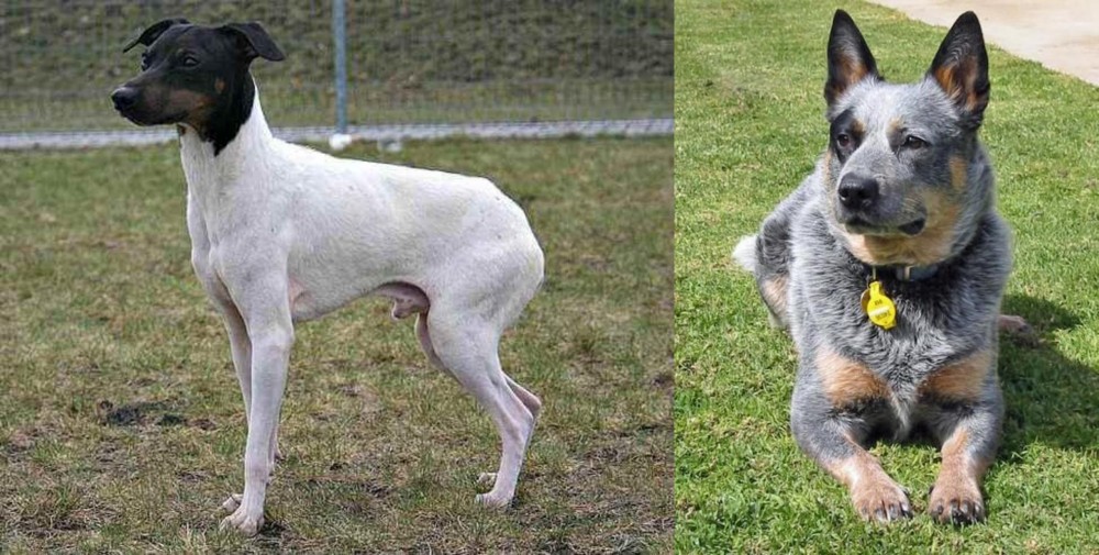 Queensland Heeler vs Japanese Terrier - Breed Comparison