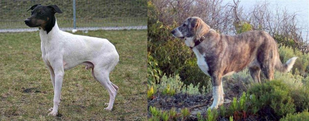 Rafeiro do Alentejo vs Japanese Terrier - Breed Comparison