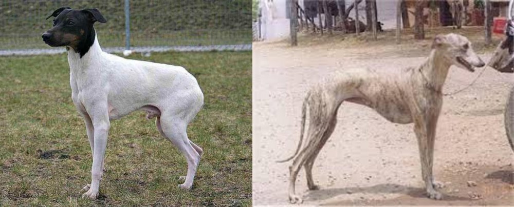 Rampur Greyhound vs Japanese Terrier - Breed Comparison