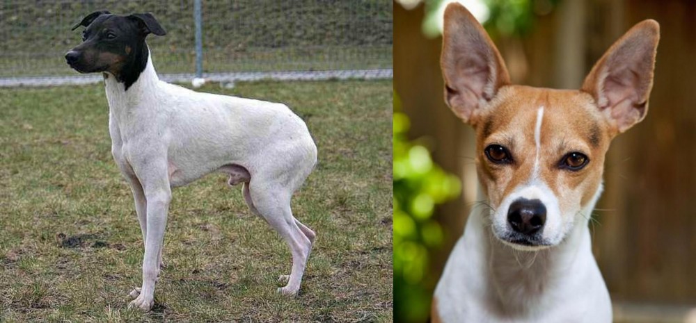 Rat Terrier vs Japanese Terrier - Breed Comparison