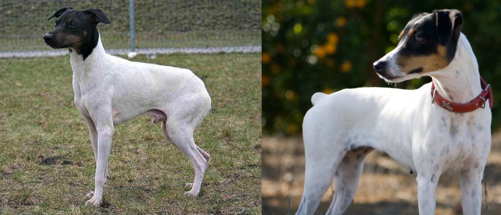 Ratonero Bodeguero Andaluz vs Japanese Terrier - Breed Comparison
