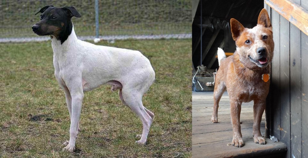 Red Heeler vs Japanese Terrier - Breed Comparison