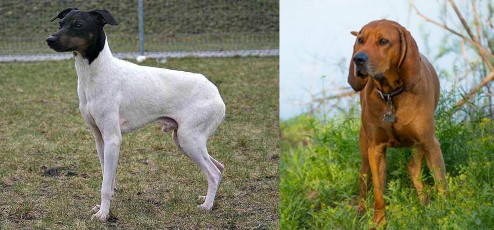 Redbone Coonhound vs Japanese Terrier - Breed Comparison