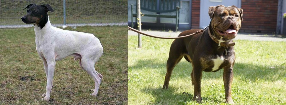 Renascence Bulldogge vs Japanese Terrier - Breed Comparison