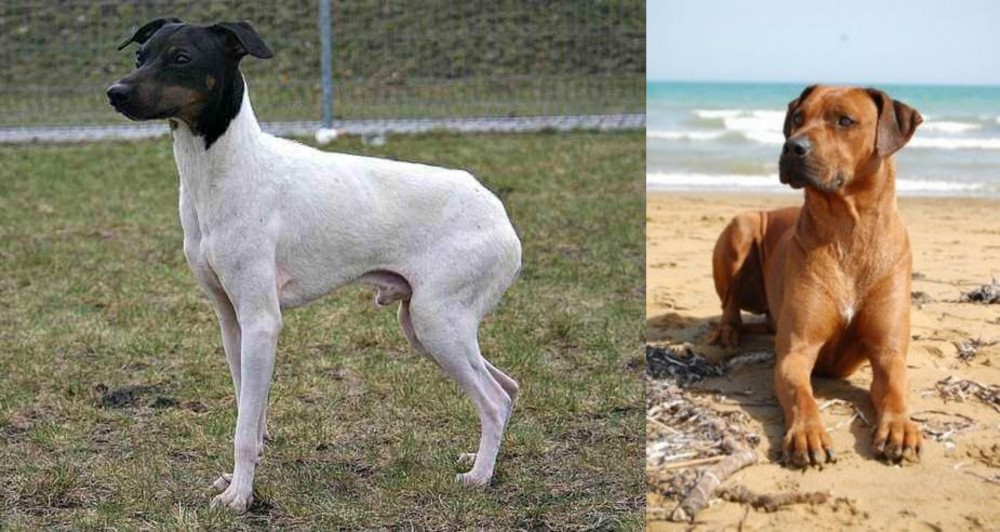 Rhodesian Ridgeback vs Japanese Terrier - Breed Comparison