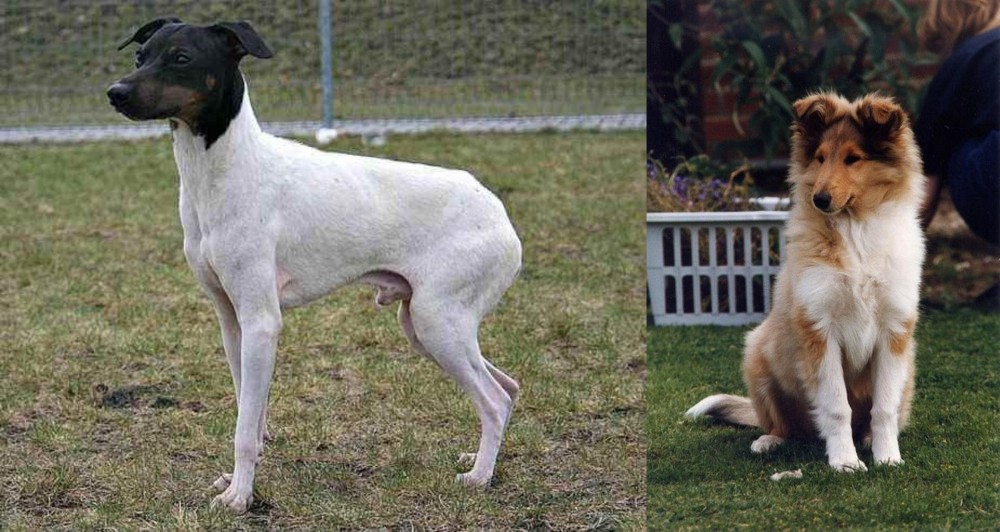 Rough Collie vs Japanese Terrier - Breed Comparison