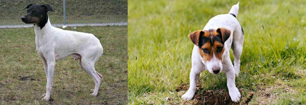 Russell Terrier vs Japanese Terrier - Breed Comparison