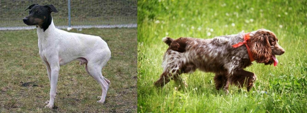 Russian Spaniel vs Japanese Terrier - Breed Comparison