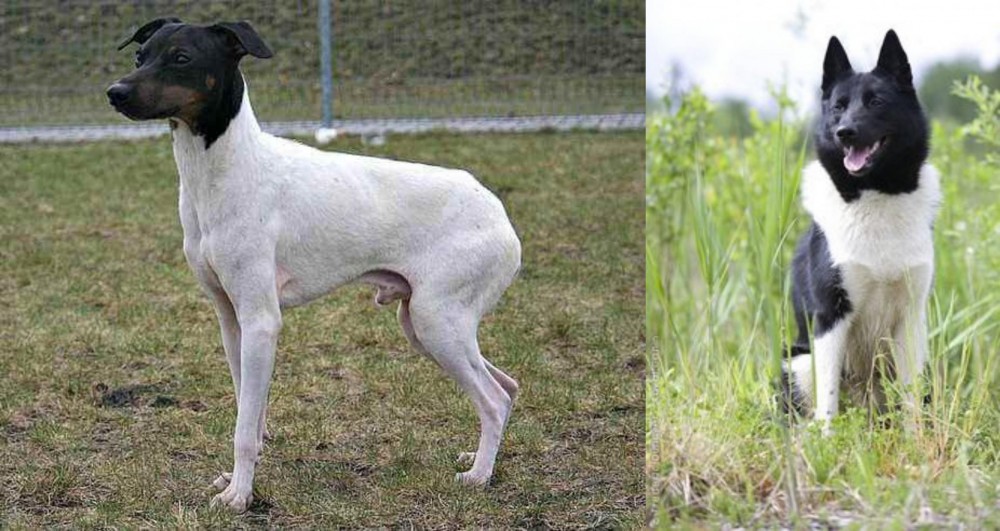 Russo-European Laika vs Japanese Terrier - Breed Comparison