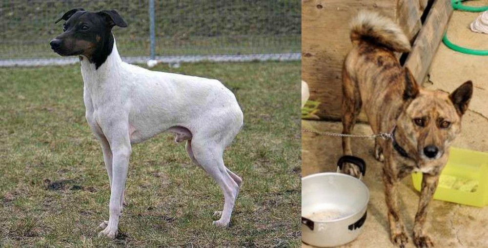 Ryukyu Inu vs Japanese Terrier - Breed Comparison