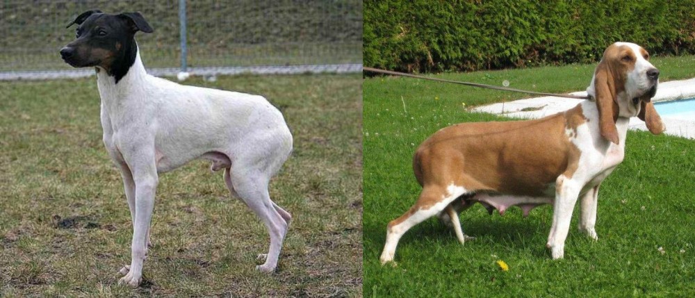 Sabueso Espanol vs Japanese Terrier - Breed Comparison