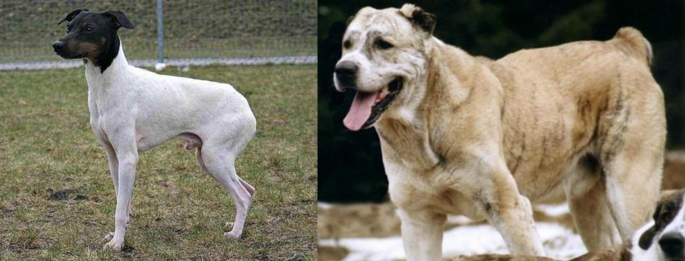 Sage Koochee vs Japanese Terrier - Breed Comparison